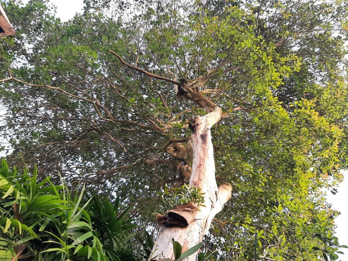 Villa Familia Silvia Perico Ilhabela Exterior foto